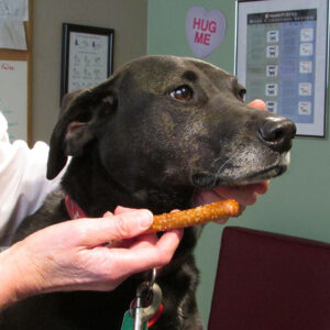 Vet Professional - Dr. Sally J. Foote