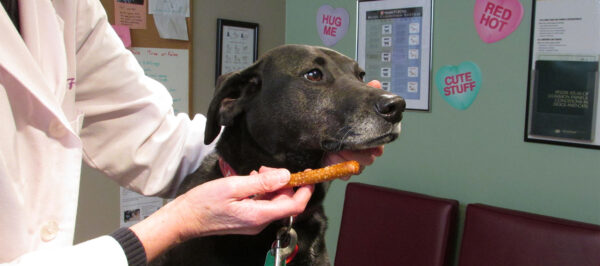 Vet Professional - Dr. Sally J. Foote