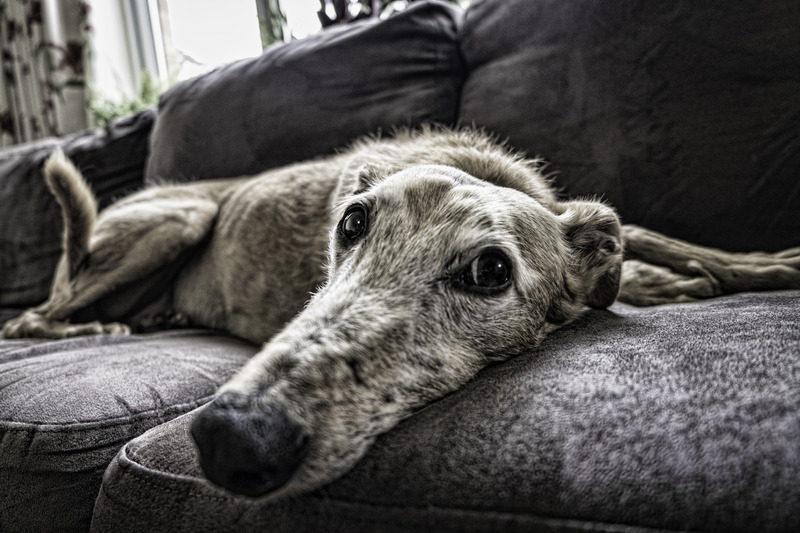 The Pain and Anxiety connection in pets