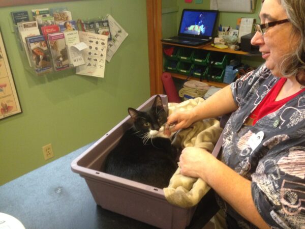 "Spicy Cat" Home Care Recording