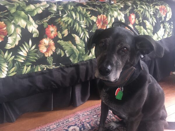 Separation Anxiety - help your dog now!