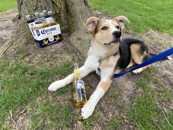 Housebound puppy socialization - DIY puppy training