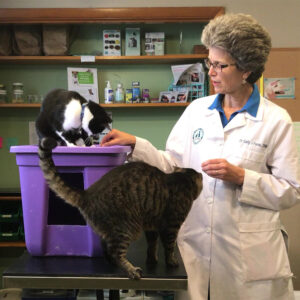 5 Simple Rules for keeping your cat in the box