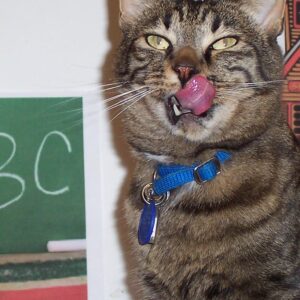 Cat Behavior and Health at all ages