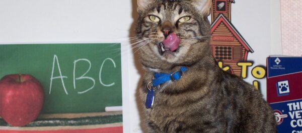 Cat Behavior and Health at all ages