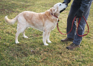 Don't let Junior be Fido or Mittens Lunch! - pet child safety for the new parent and caregiver