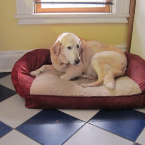 Veterinary Staff - Big Bad Boom - Reduce Noise & Storm Fears