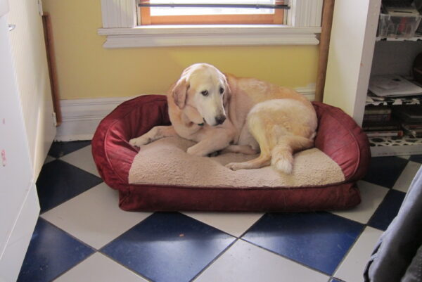 Veterinary Staff - Big Bad Boom - Reduce Noise & Storm Fears